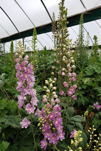 Hybrid Delphinium Mauve 